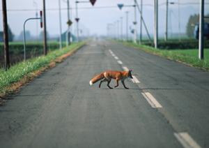 格安レンタカーを大阪でお探しなら